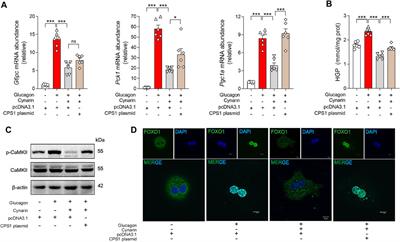 CPS1 augments hepatic glucagon response through CaMKII/FOXO1 pathway